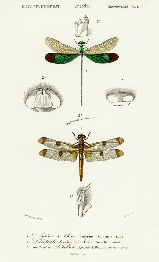 Different types of dragonflies illustrated by Charles Dessalines Painting by Vincent Monozlay