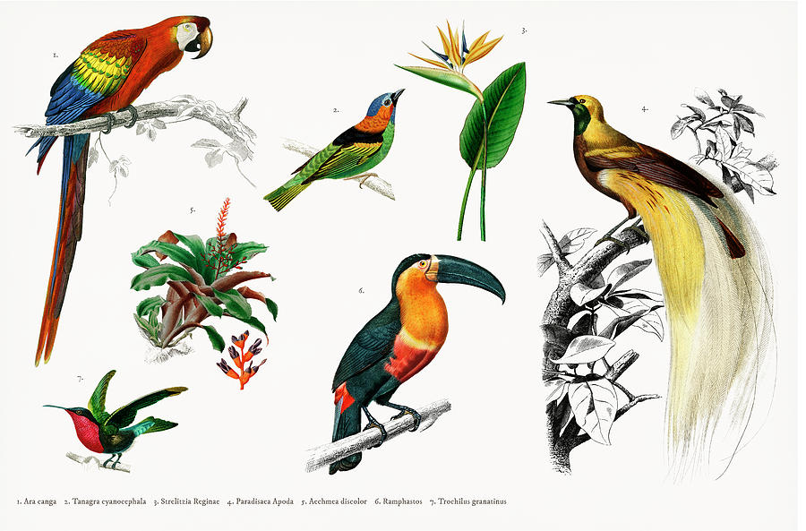Different types of illustrated birds Painting by Vincent Monozlay