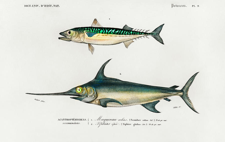 Different types of illustrated fishes Painting by Vincent Monozlay