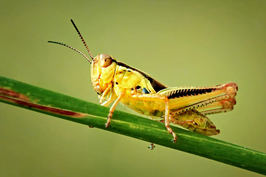 Differential Grasshopper Photograph by Carolyn Derstine