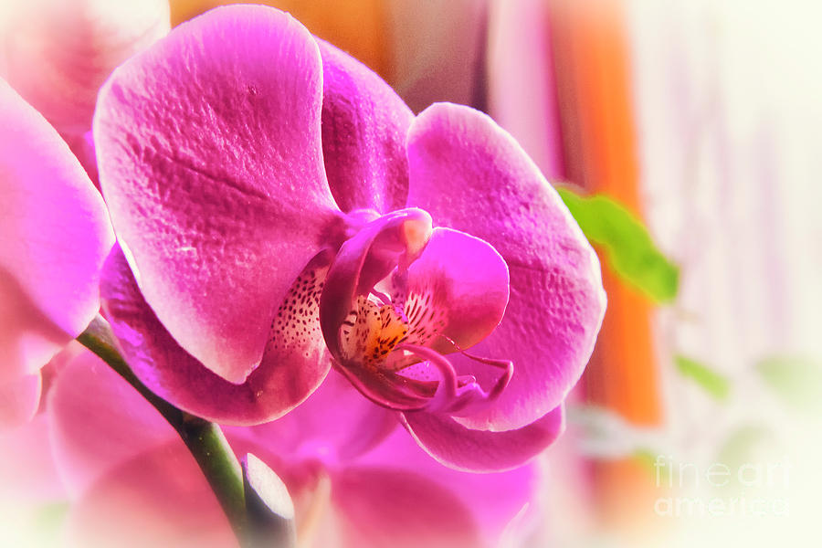 Diffused Orchid Photograph by Joe Geraci