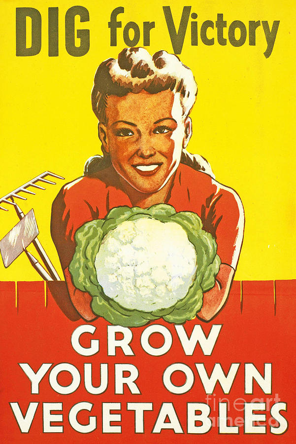 Cabbage Painting - Dig for Victory by English School