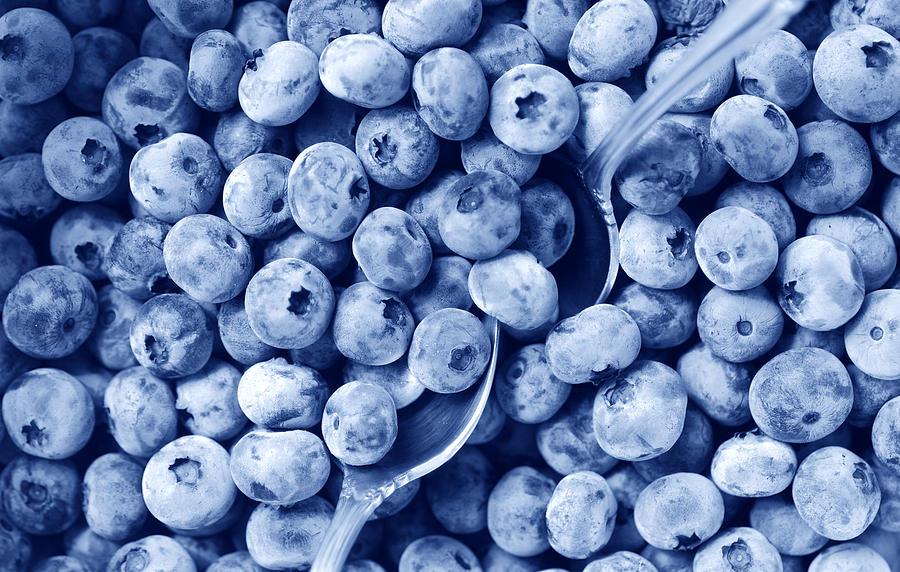 Blueberry Photograph - Dig In by Melinda Schneider