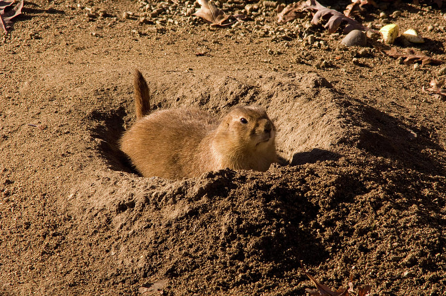 Dig That Fox Hole Photograph by Craig Hosterman Fine Art America