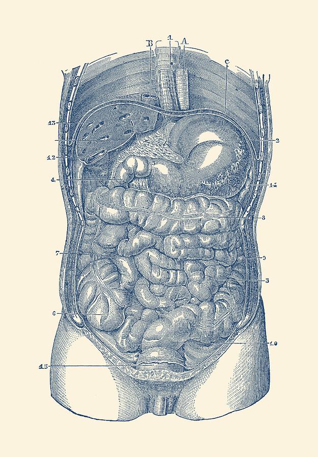 Digestive System Diagram - Vintage Anatomy Drawing by Vintage Anatomy Prints
