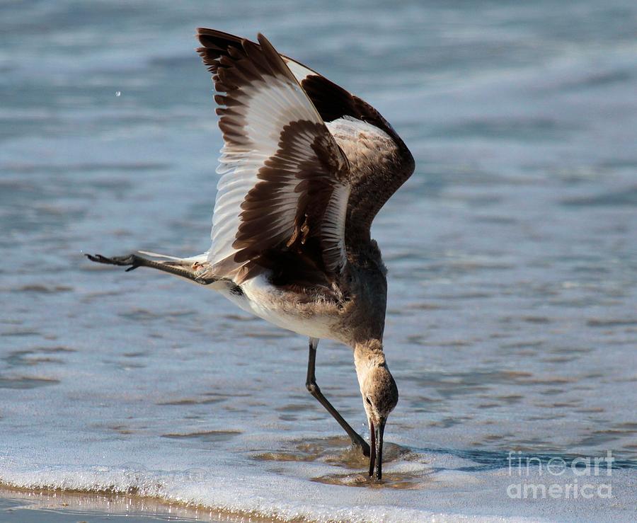 Cape Hatteras National Seashore Photograph - Digging For Dinner by Adam Jewell