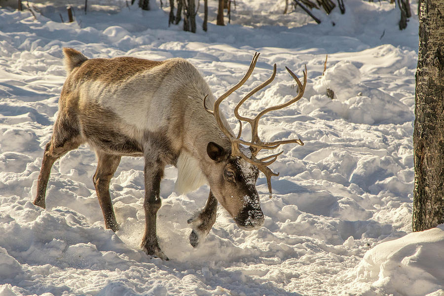 Digging for Food Photograph by Lois Lake - Fine Art America