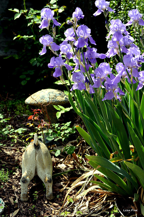 Iris Photograph - Digging Iris Bulbs by Lesa Fine