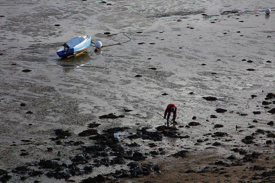 Digging Mussels Photograph by Hugh Smith