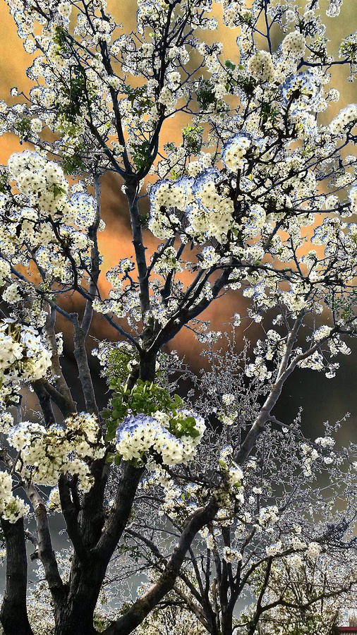 Digital Abstract Of Spring Blossoms Digital Art by Eric Forster