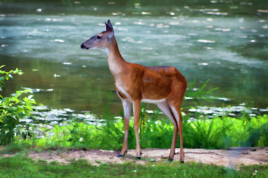 Digital Art Alabama Whitetail Deer  Photograph by Kathy Clark