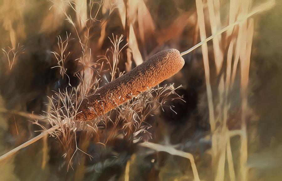 digital art CATTAIL IN SOFT LIGHT Digital Art by Anthony Paladino ...