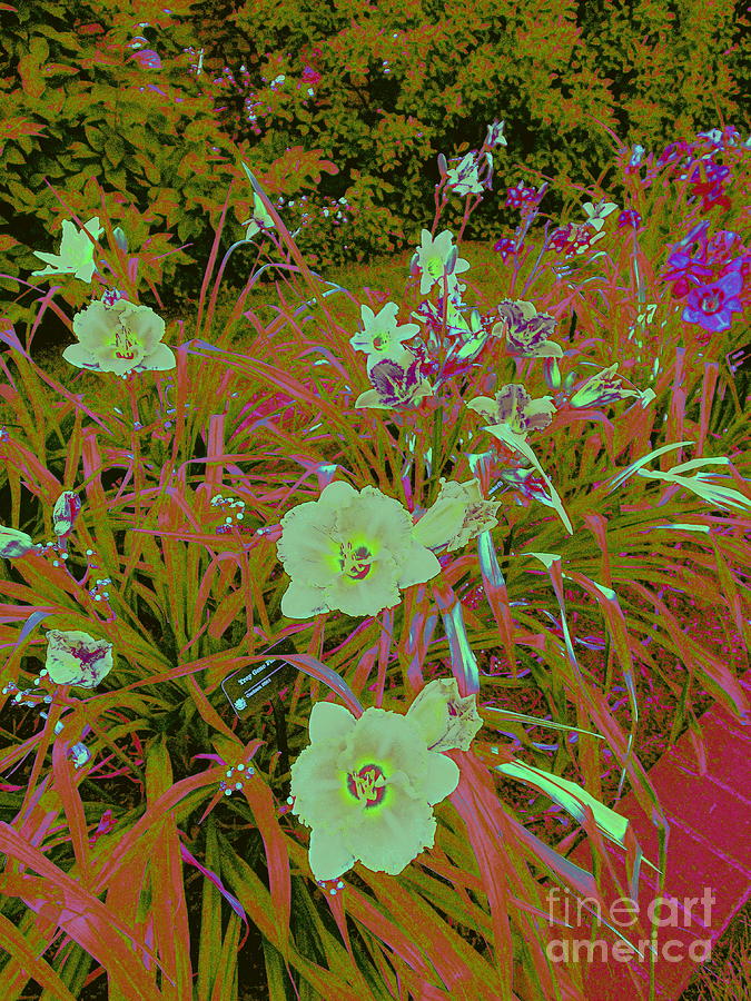 Digital Day Lilies Digital Art by Nancy Kane Chapman