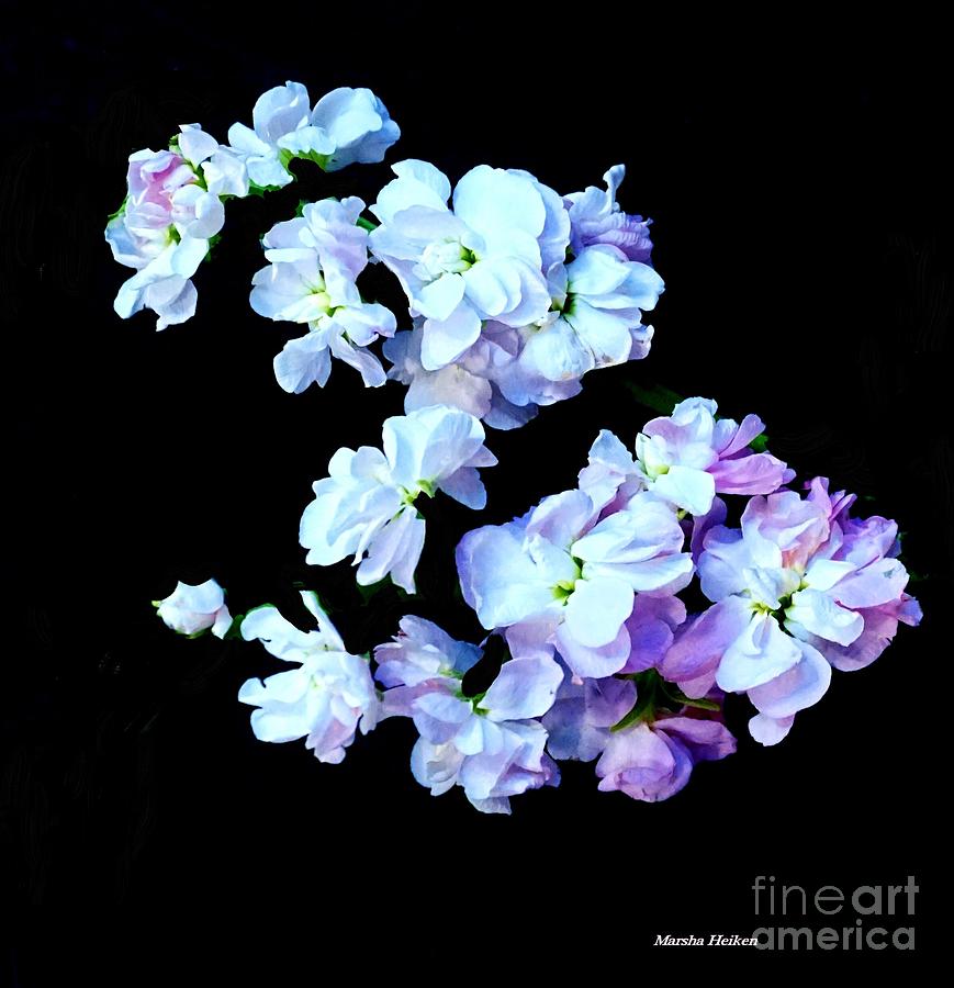 Digital Floating Flowers Digital Art by Marsha Heiken