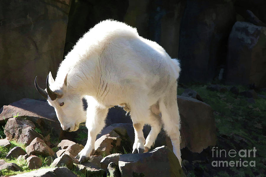 Digital Oil White Goat  Photograph by Chuck Kuhn