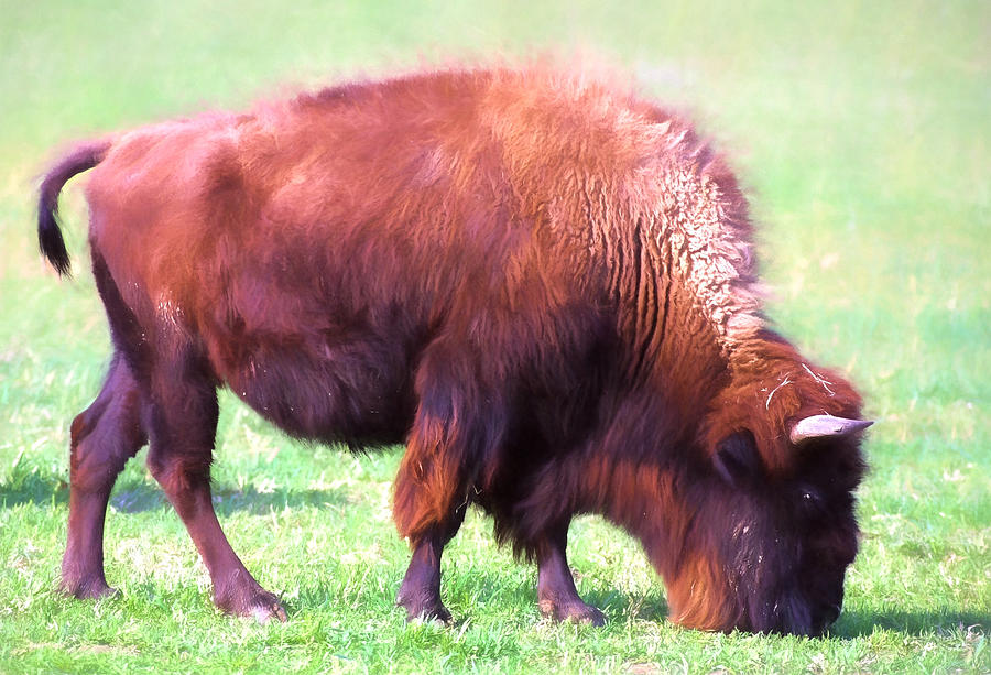 Digital Painted Bison Photograph by Linda Phelps