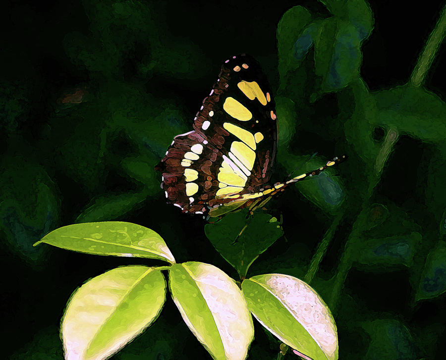 Digital Painting Butterfly 3430 DP_2 Photograph by Steven Ward