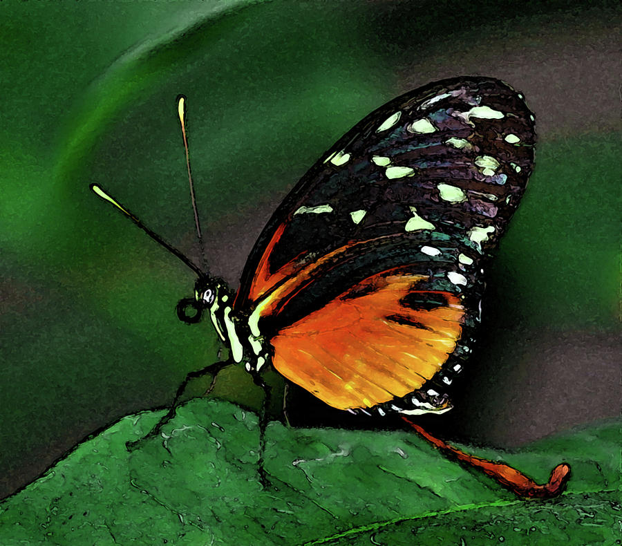 Digital Painting Butterfly 3470 DP_2 Photograph by Steven Ward