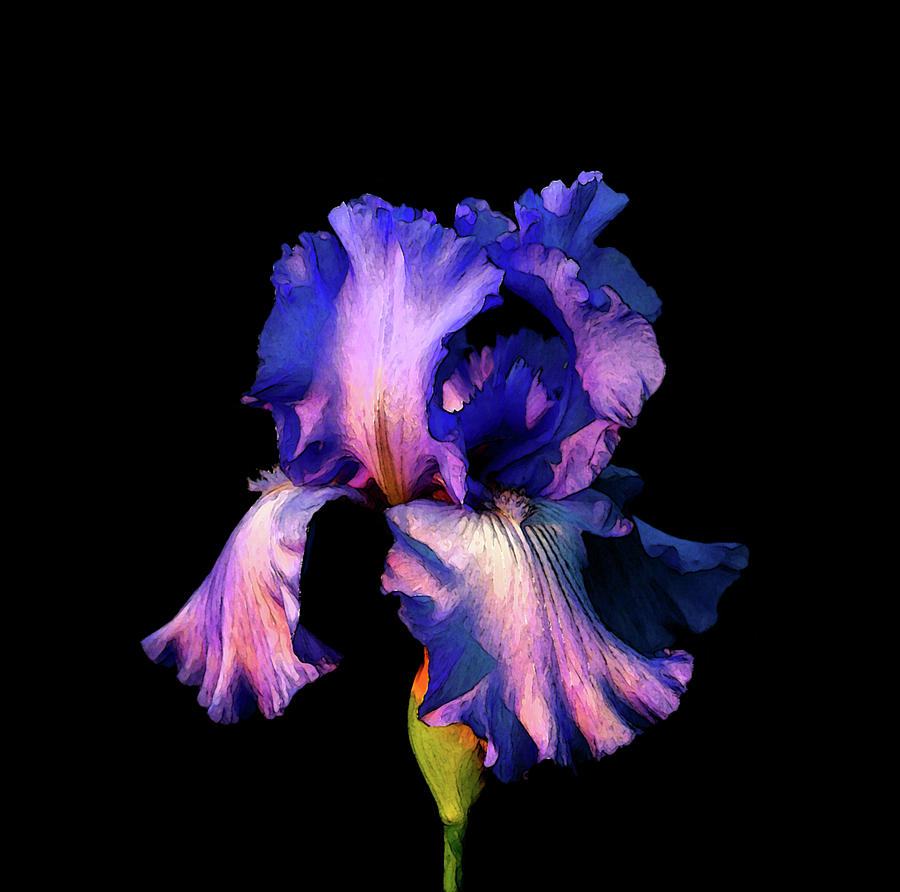Digital Painting Cropped Lavender Iris in Darkness 6724 DP_3 Photograph by Steven Ward