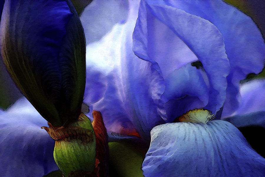 Digital Painting Iris and Bud 0035 DP_2 Photograph by Steven Ward