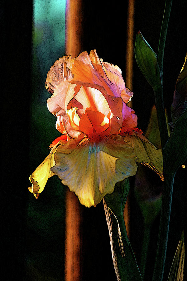 Digital Painting Iris Catching the Sun 6768 DP_2 Photograph by Steven Ward