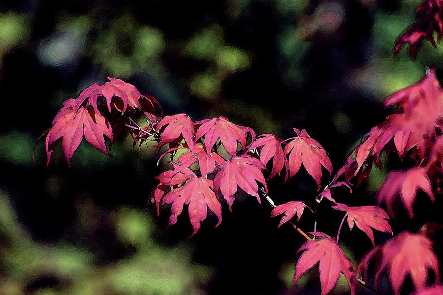 Digital Painting Japanese Maple 3156 DP_2 Photograph by Steven Ward