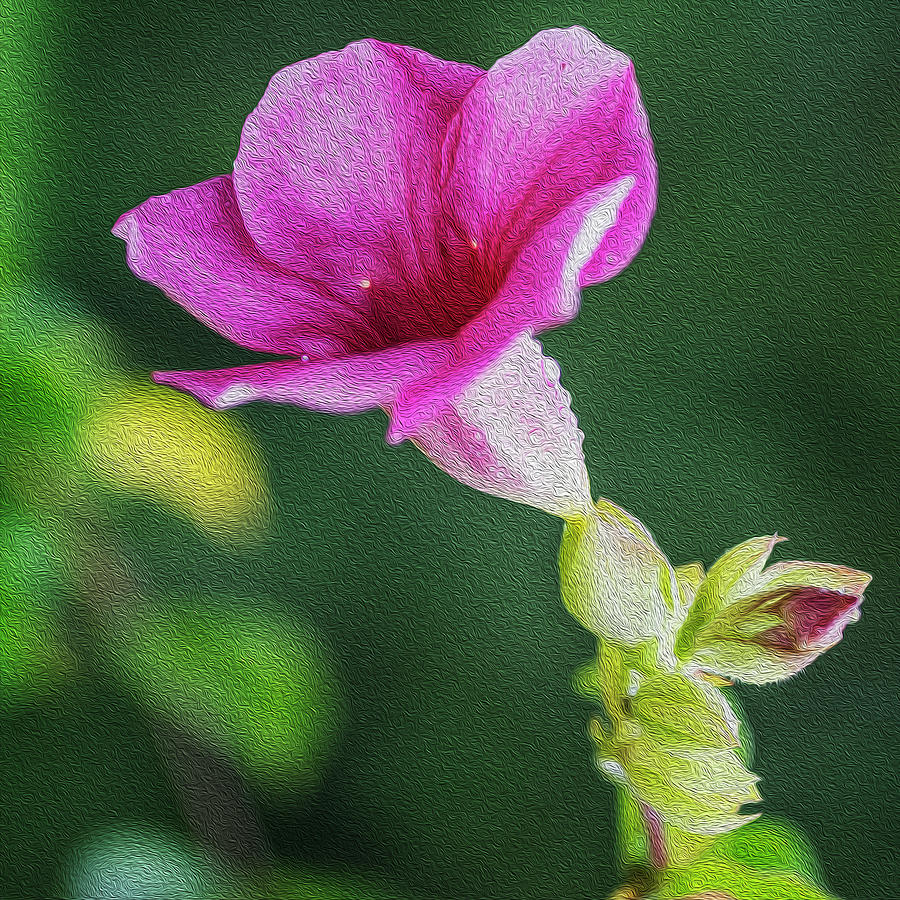 Digital painting of pink allamanda blanchetii flower Digital Art by Vishwanath Bhat