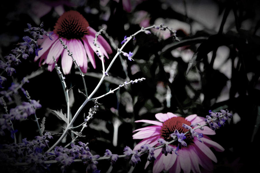Digital Painting Sage and Coneflowers 1353 DP_2 Photograph by Steven Ward