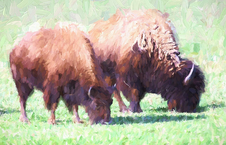 Digital Painting Two Bison Photograph by Linda Phelps