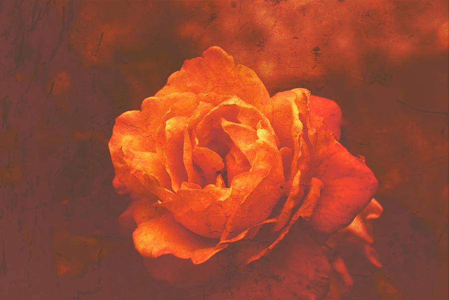 Textured Colored Rose Digital Art