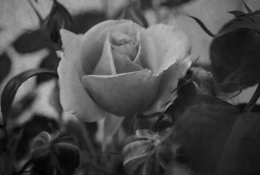 Digital Rose in bloom Black and White Digital Art by Cathy Anderson