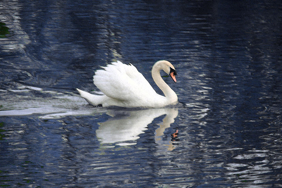 Swan Photograph - Digital Watercolor by Nicholas J Mast Swan Photograph - Digital Watercolor by Nicholas J Mast