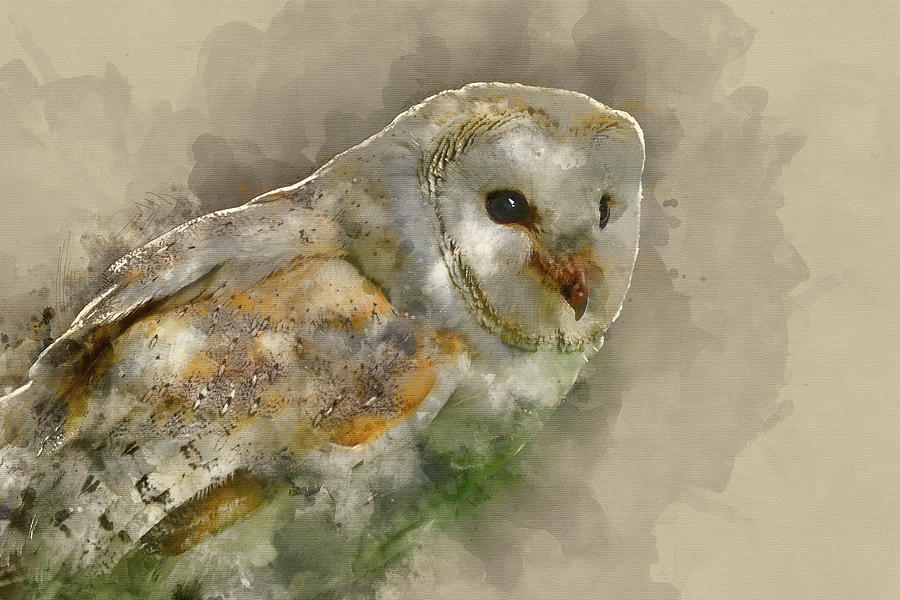 Digital watercolour painting of Beautiful portrait of barn owl tuto aluco Photograph by Matthew Gibson