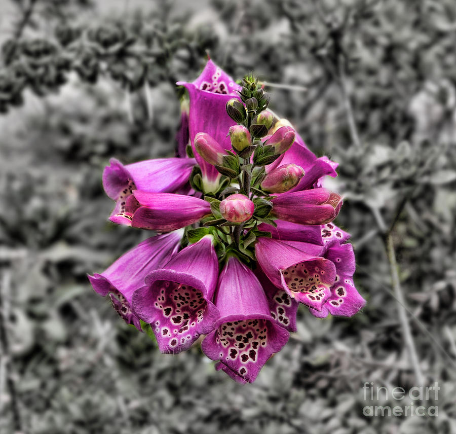 Flower Photograph - Digitalis Purpurea Foxglove Altered Version by Jim Fitzpatrick