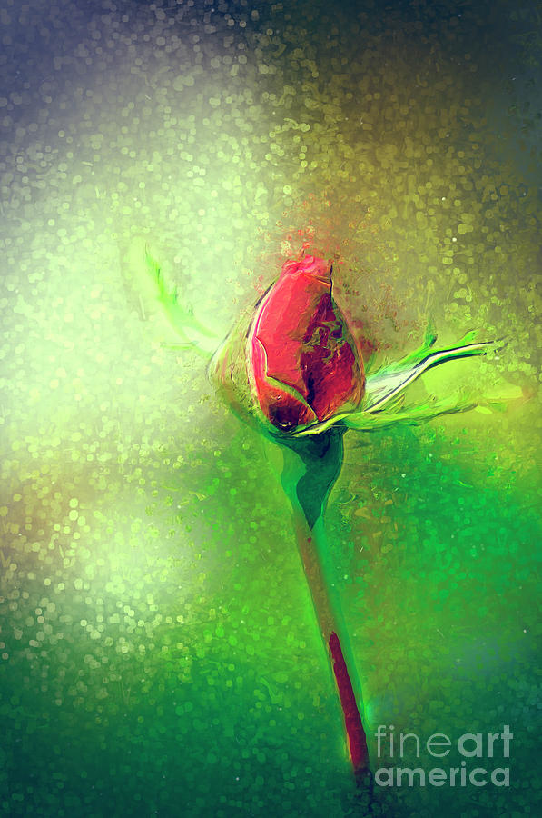Digitally manipulated red Rose bud 1 Photograph by Humorous Quotes