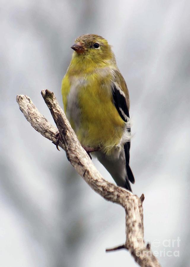 Dignified American Goldfinch Photograph