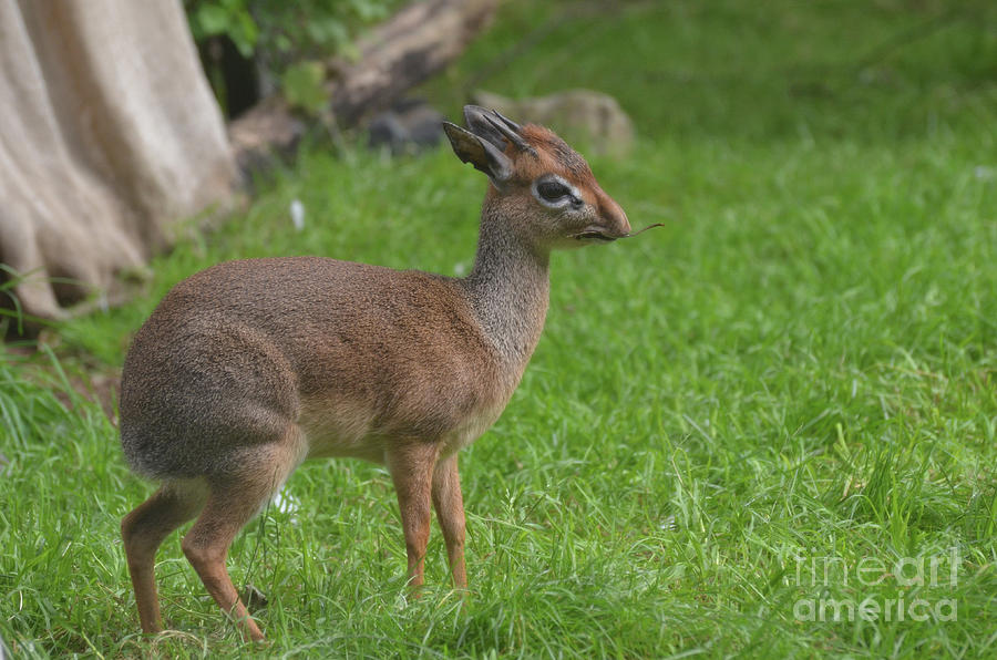 Wildlife Photograph - Dik Dik with a Small Twig in His Mouth by DejaVu Designs