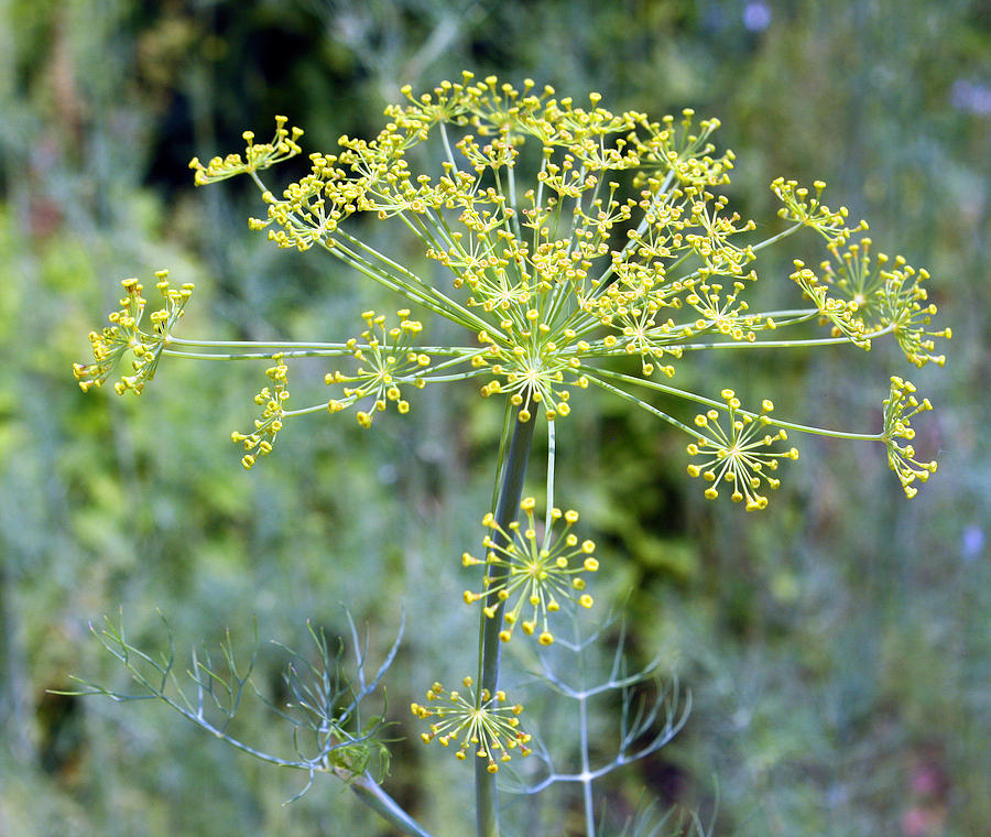 Dill Photograph by Ellen Tully