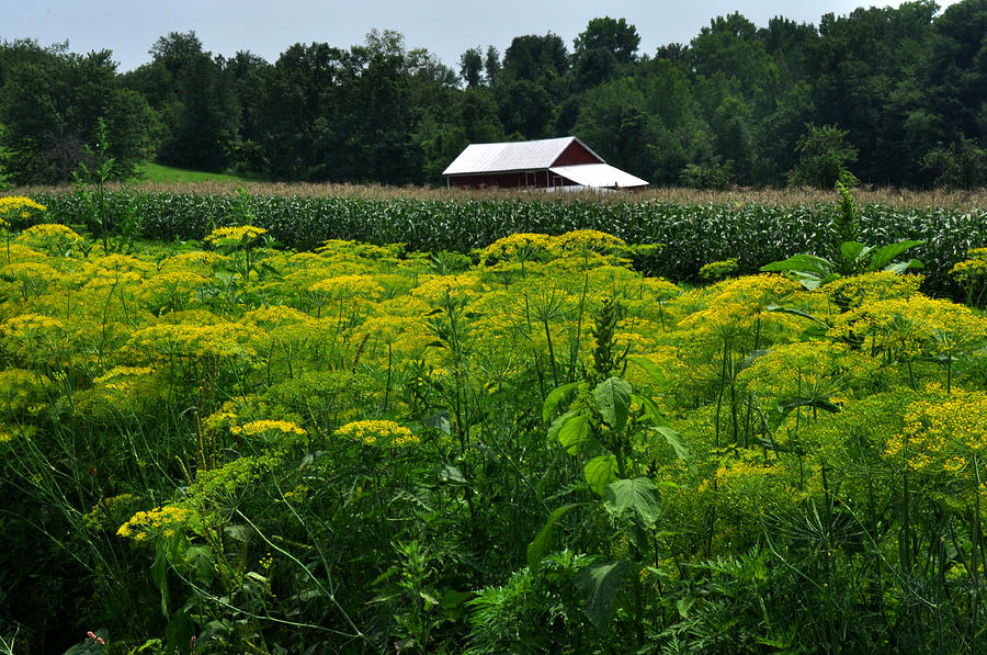 Dill field Hudson Valley NY Photograph by Diane Lent