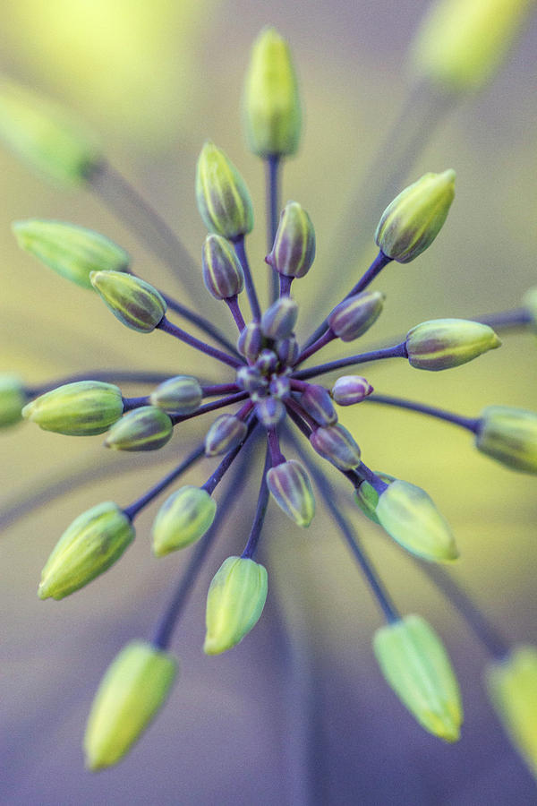 Flowers Still Life Photograph - Dill Flower by Danielle Silveira
