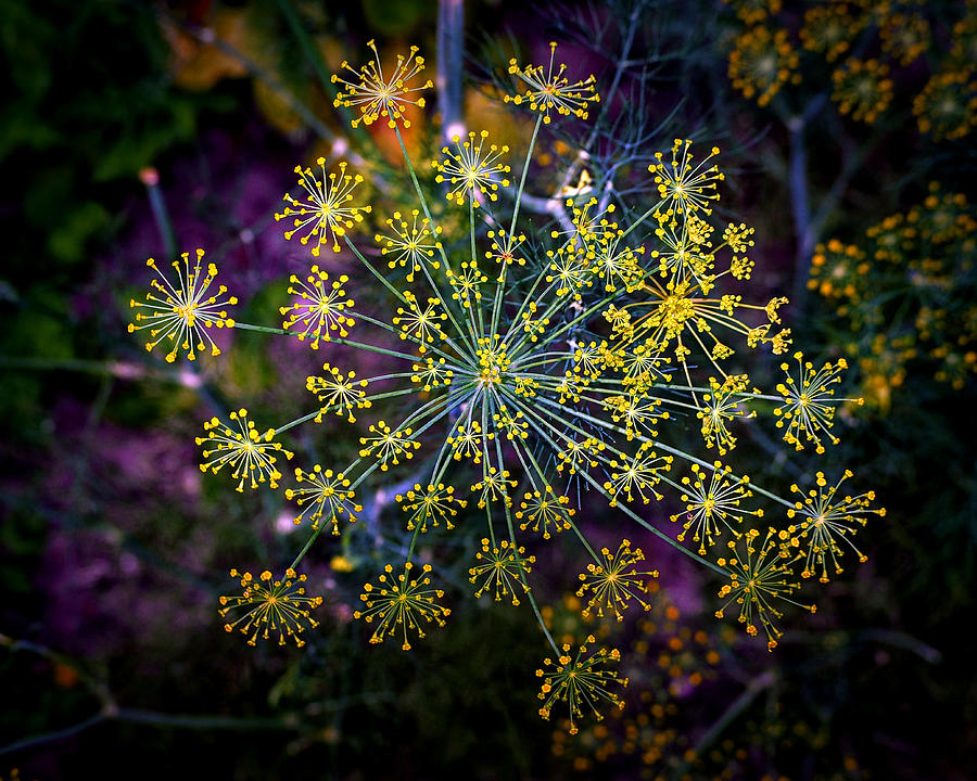 Dill Going To Seed Photograph by Bill Swartwout