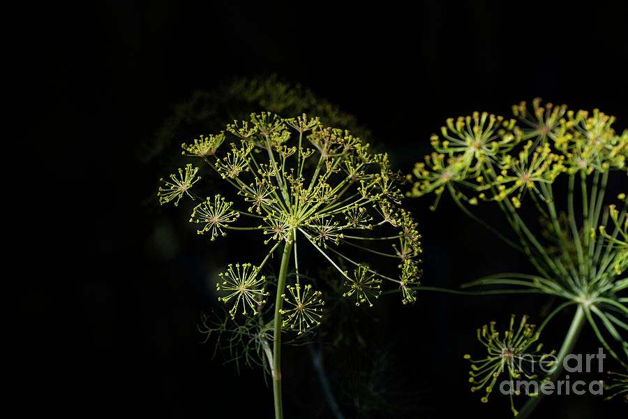 Dill weed bursting Photograph by Ruth Jolly