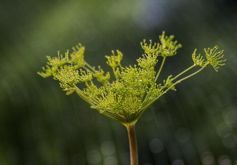 Dill Weed in the key of bokeh Photograph by Ruth Jolly