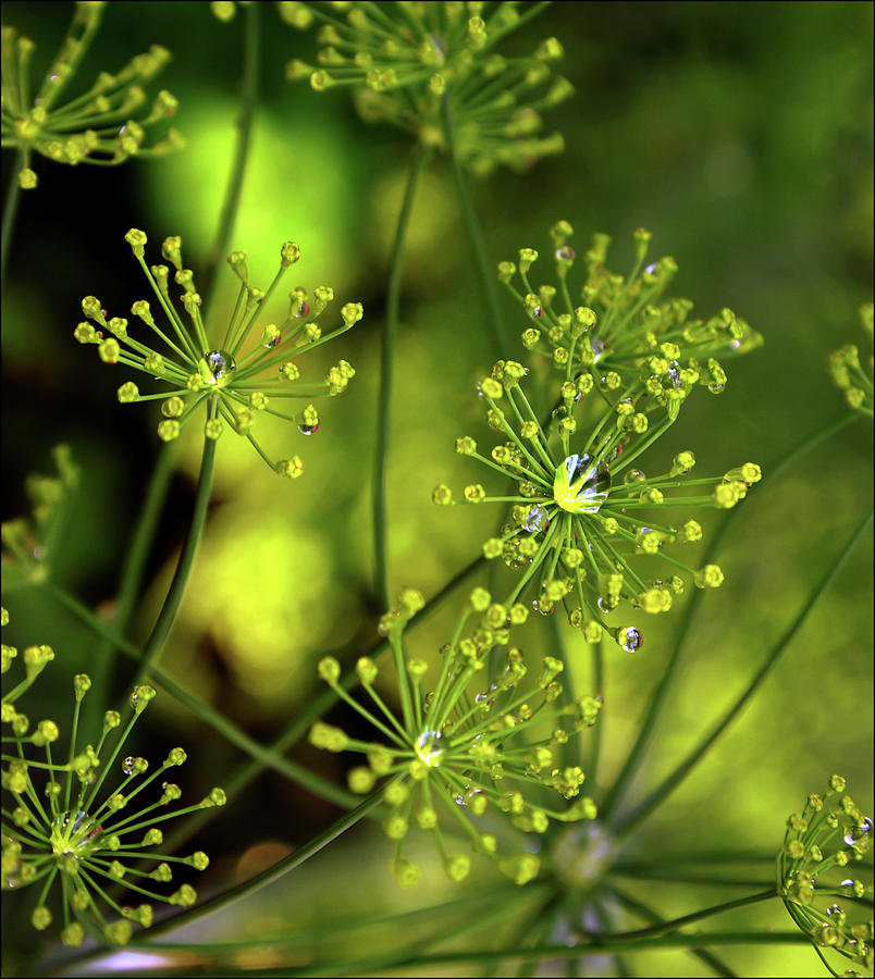 Dill with dewdrops Photograph by Jarmo Honkanen