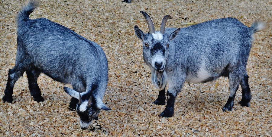 Dillard Goats Photograph by Eileen Brymer