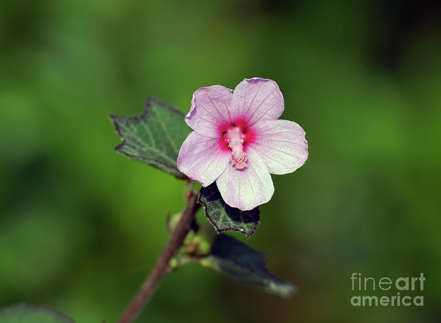 Flower Photograph - Dime Sized Pink by William Tasker