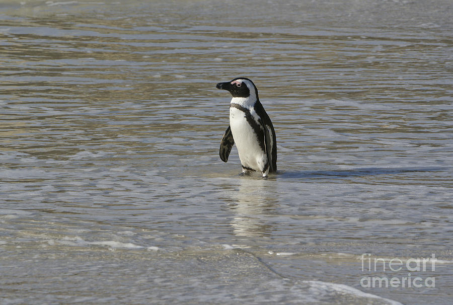 Diminutive African Penguin Photograph by Brian Kamprath
