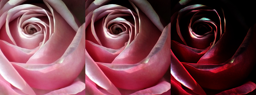 Abstract Photograph - Dimming Rose by Angelina Tamez