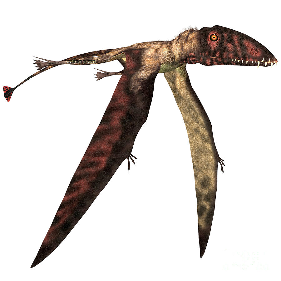 Dimorphodon in Flight Painting by Corey Ford
