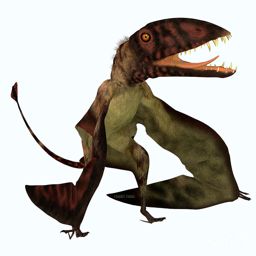 Dimorphodon Pterosaur Painting by Corey Ford